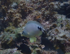 Hypoplectrus unicolor