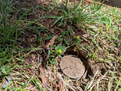 Medicago lupulina