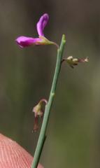 Indigofera ionii