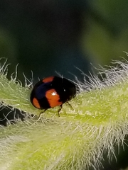 Brachiacantha subfasciata