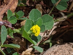 Medicago lupulina