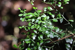 Citrus australasica