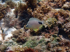 Hypoplectrus unicolor