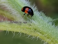 Brachiacantha subfasciata