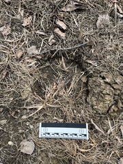 Equus caballus