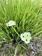 Dietes grandiflora