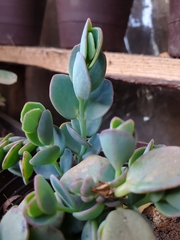 Kalanchoe marnieriana