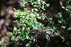 Citrus australasica