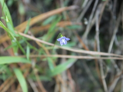 Wahlenbergia violacea