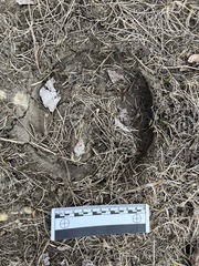 Equus caballus