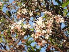 Cordia sonorae