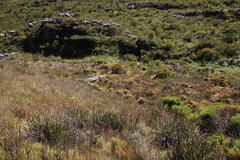 Anthochortus crinalis