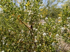 Apiomerus flaviventris