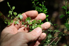 Citrus australasica