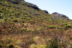 Anthochortus crinalis