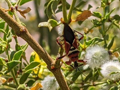 Apiomerus flaviventris