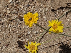 Calliopsima