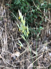 Bromus erectus