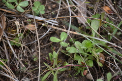 Trifolium microcephalum