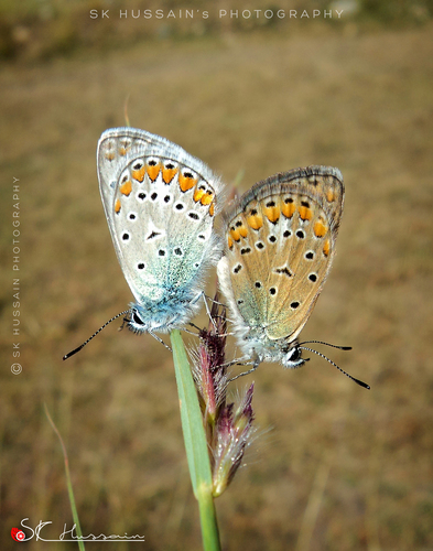 Polyommatus bilucha