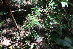 Citrus australasica