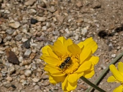 Calliopsima