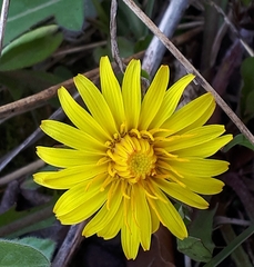Taraxacum palustre