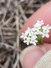 Valerianella amarella
