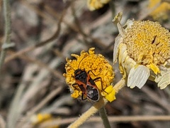 Lygaeus kalmii kalmii