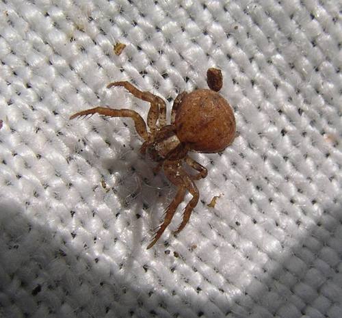 Ozyptila pacifica · iNaturalist