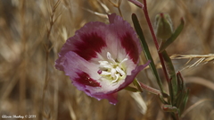 Clarkia speciosa polyantha