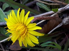 Taraxacum palustre