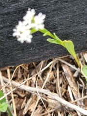 Valerianella amarella