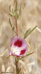 Clarkia speciosa polyantha
