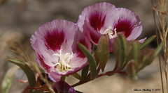 Clarkia speciosa polyantha