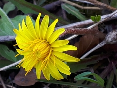 Taraxacum palustre