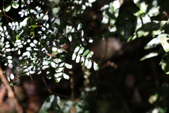 Mezoneuron brachycarpum
