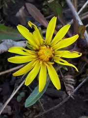 Taraxacum palustre
