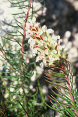 Spatalla thyrsiflora