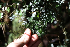 Mezoneuron brachycarpum