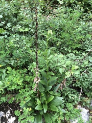 Digitalis lutea lutea