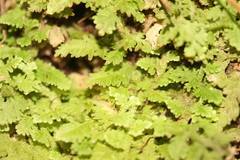 Trichocolea hatcheri