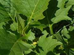 Silphium perfoliatum perfoliatum