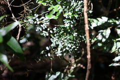 Mezoneuron brachycarpum