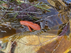 Metandrocarpa dura