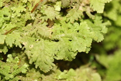 Trichocolea hatcheri