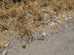 Oncosiphon pilulifer