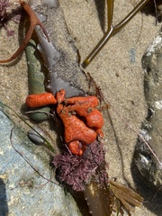 Metandrocarpa dura