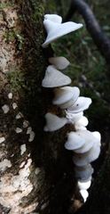 Gloeoporus phlebophorus