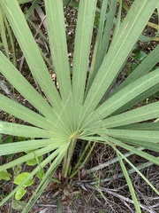 Sabal etonia